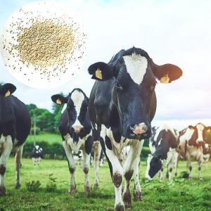 Feed Active dry yeast